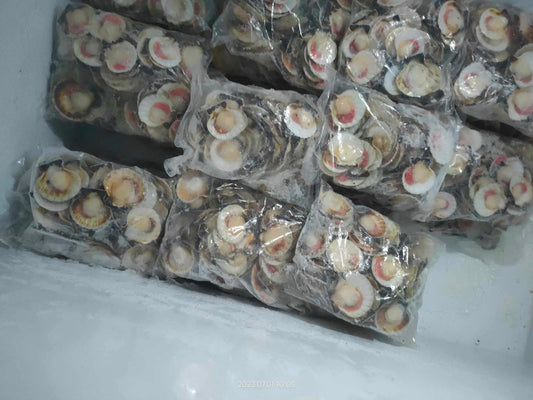 1 kg - Scallops