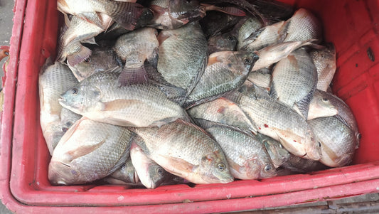 1 kg - Tilapia Big Size  ( St. Peter's Fish)