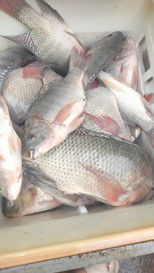 1 kg - Tilapia Medium Size  ( St. Peter's Fish)