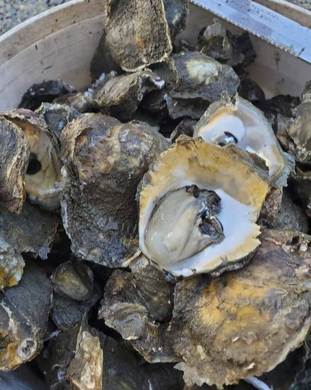 1 kg - Talaba (oyster )