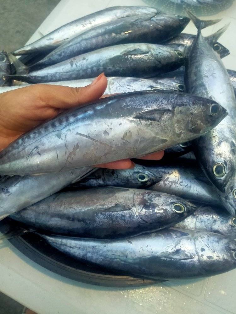 1 kg - Tulingan (Bullet Tuna)