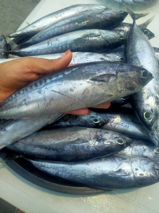 1 kg - Tulingan (Bullet Tuna)