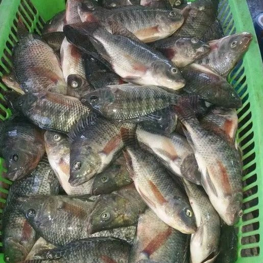 1 kg - Tilapia Small Size ( St. Peter's Fish)