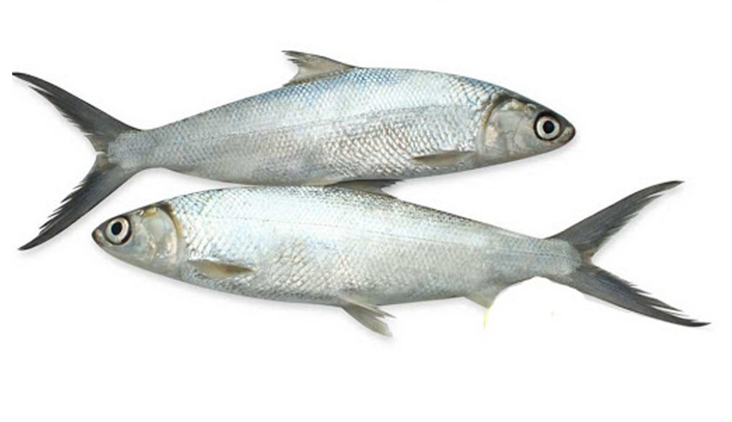 Fresh Bangus (2in1)