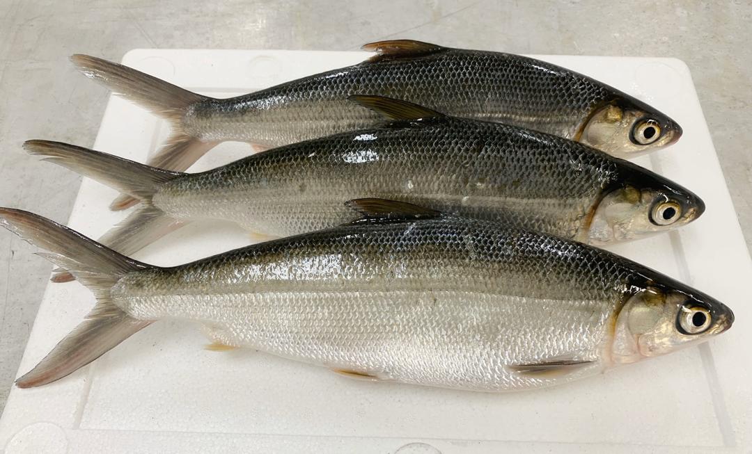 1 kg - Fresh Bangus (3pcs)