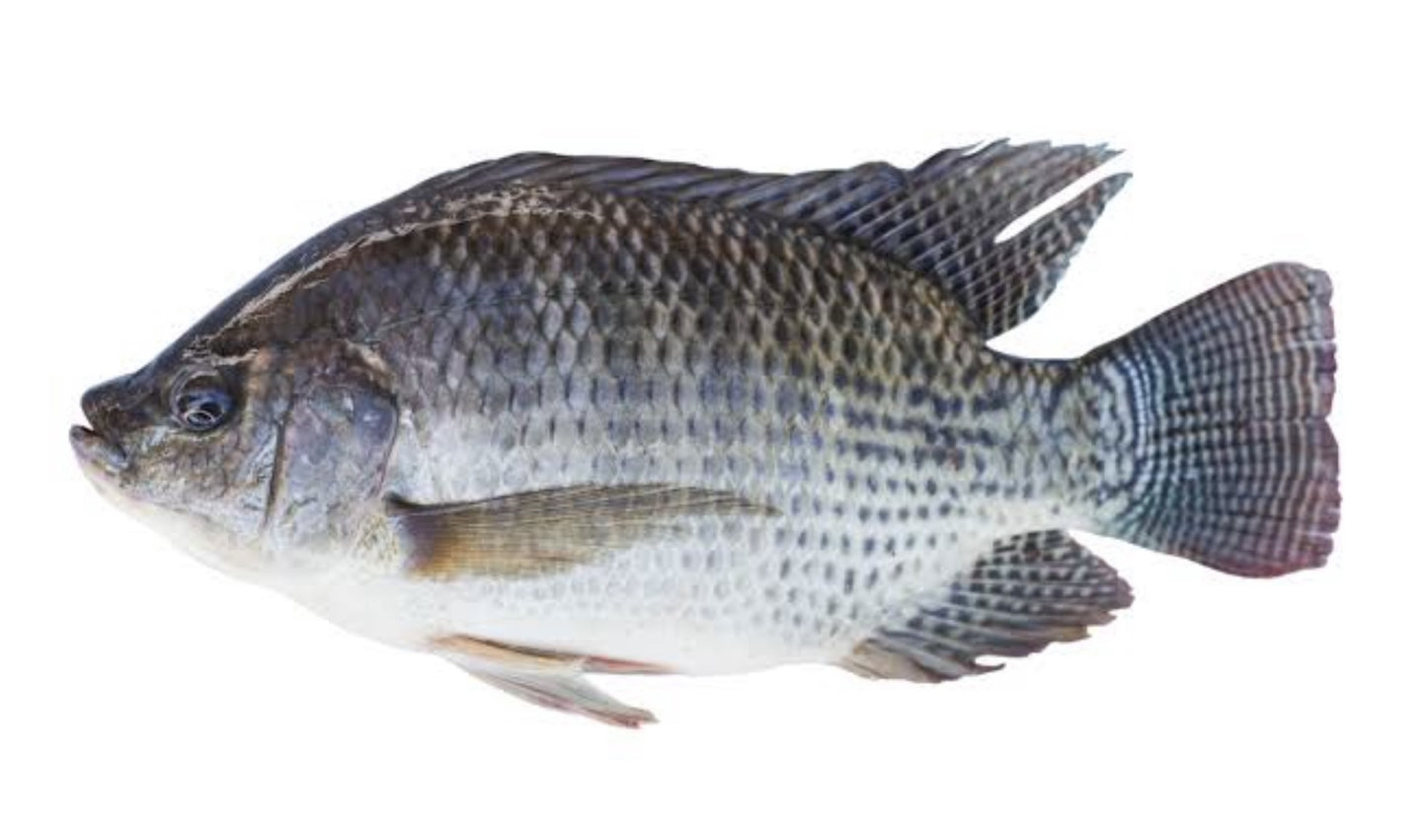 Tilapia Regular Size