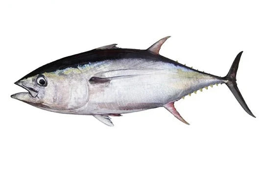 Yellow Fin Regular Size