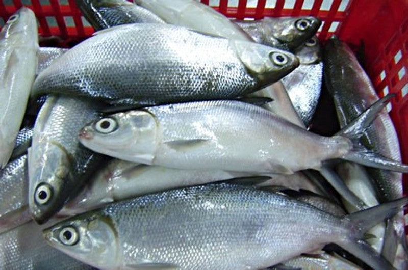 1 kg - Fresh Bangus (5pcs)