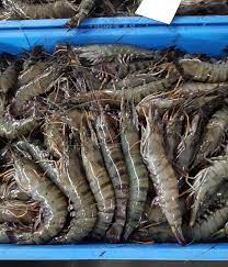 1 kg - Fresh Sugpo (Shrimp)