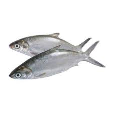 1 kg - Fresh Bangus (2pcs)