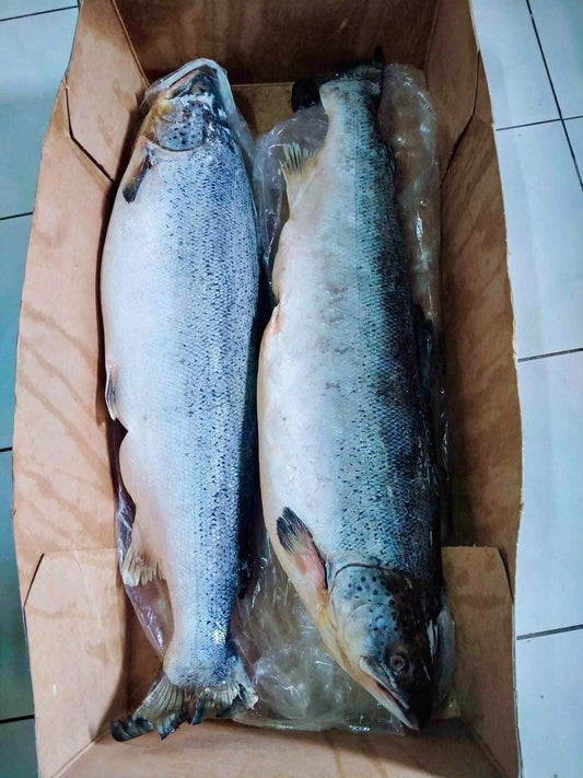 Whole Salmon - Norwegian Pink Salmon